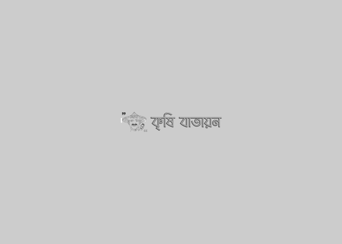 সিদ্ধ চাল রপ্তানীর পথে বাংলাদেশ