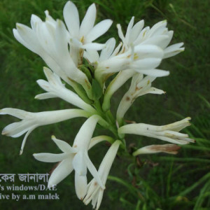 রজনীগন্ধার মরিচা রোগ